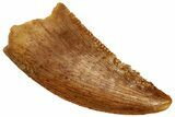 Serrated Raptor Tooth - Real Dinosaur Tooth #299709-1